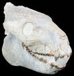 Oreodont (Merycoidodon) Skull - South Dakota #51146-2